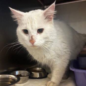 Domestic Medium Hair Cats Available for Adoption in Bristol, Indiana - Sebastian | PetCurious