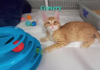 Camery -  Domestic Short Hair Cat for Adoption in Diamond Springs, California - Camery | PetCurious