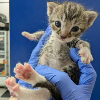 Anton Ego -  Domestic Short Hair Cat for Adoption in Lakewood, California - Anton Ego | PetCurious