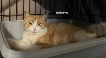 Domestic Short Hair Cats Available for Adoption in Windsor, Connecticut - 64-Josefina Dae | PetCurious