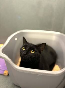 Lune (Working Cat) -  Domestic Short Hair Cat for Adoption - Lune (Working Cat) | PetCurious