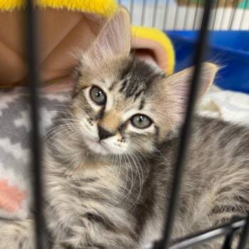 Kitten Teeny -  Domestic Medium Hair Cat for Adoption in Miami, Florida - Kitten Teeny | PetCurious
