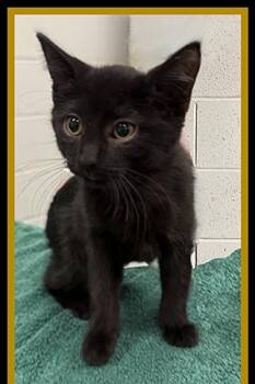 JEM -  Domestic Short Hair Cat for Adoption in Peoria, Illinois - JEM | PetCurious