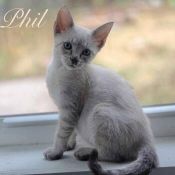Phil -  Domestic Short Hair Cat for Adoption in Murfreesboro, Tennessee - Phil | PetCurious