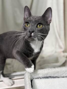 Axel -  Domestic Short Hair and Russian Blue Cat for Adoption in Brooksville, Florida - Axel | PetCurious