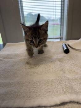 Ducky -  Domestic Short Hair Cat for Adoption in Lafayette, Indiana - Ducky | PetCurious