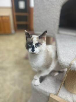 Mercedes -  Siamese Cat for Adoption in Neillsville, Wisconsin - Mercedes | PetCurious