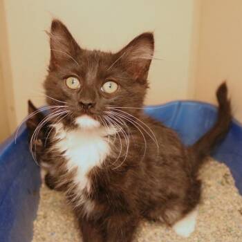 Candy Land (26-1U-1) -  Domestic Medium Hair Cat for Adoption in Rifle, Colorado - Candy Land (26-1U-1) | PetCurious