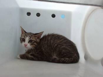 GREG -  Domestic Short Hair Cat for Adoption in Albuquerque, New Mexico - GREG | PetCurious