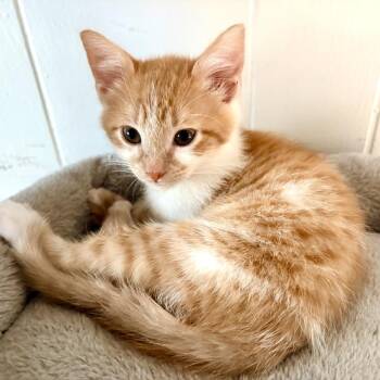 Domestic Short Hair Cats Available for Adoption in Tustin, California - Parker | PetCurious