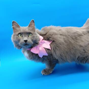 Galena -  Domestic Long Hair Cat for Adoption in Springfield, Missouri - Galena | PetCurious