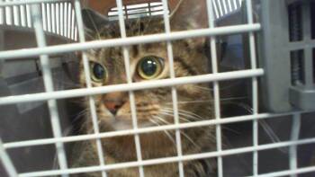 KALI -  Domestic Short Hair Cat for Adoption in Charlotte, North Carolina - KALI | PetCurious