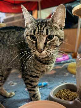 PEACHES -  Domestic Short Hair Cat for Adoption in Philadelphia, Pennsylvania - PEACHES | PetCurious