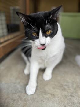 Rescue Domestic Medium Hair Cats for Adoption in Lincoln, California - Mavis (Alaria) | PetCurious