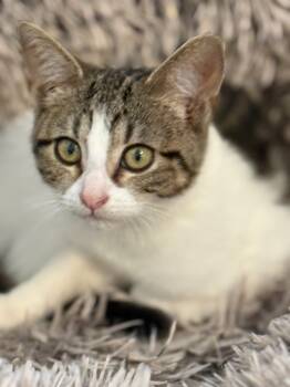 Rescue Domestic Medium Hair Cats for Adoption - Darla | PetCurious