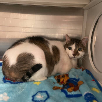 Rescue Domestic Short Hair Cats for Adoption in Austin, Texas - Paisley Button Butt | PetCurious