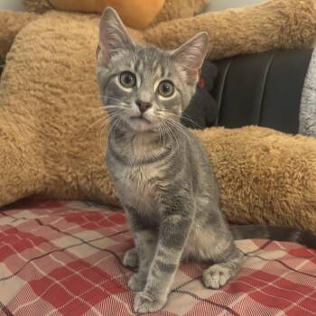 Patrick -  Domestic Short Hair Cat for Adoption in Waynesburg, Pennsylvania - Patrick | PetCurious