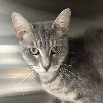 Zelda -  Domestic Short Hair Cat for Adoption in Reno, Nevada - Zelda | PetCurious