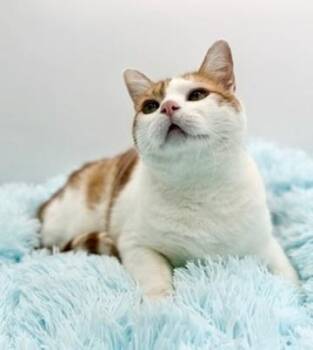Domestic Short Hair Cats Available for Adoption - Paul Mitchell | PetCurious