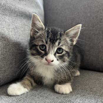 Baguette -  Domestic Short Hair Cat for Adoption in Grantsville, Utah - Baguette | PetCurious