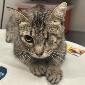 Turanga -  Domestic Short Hair Cat for Adoption in Houston, Texas - Turanga | PetCurious