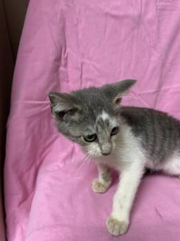Periwinkle -  Domestic Short Hair Cat for Adoption in Spruce Pine, North Carolina - Periwinkle | PetCurious