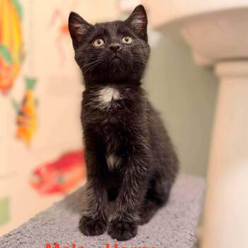 Harry -  Domestic Short Hair Cat for Adoption in Saugerties, New York - Harry | PetCurious