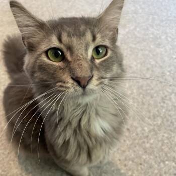 Glaceon -  Domestic Medium Hair Cat for Adoption in South Haven, Michigan - Glaceon | PetCurious