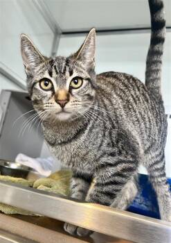 Rescue Domestic Short Hair Cats for Adoption in San Francisco, California - ATHENA | PetCurious