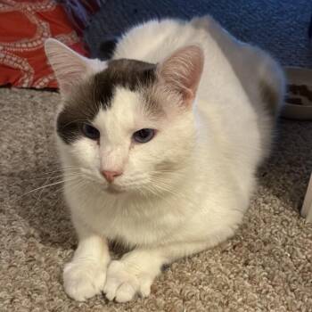 Domestic Short Hair Cats Available for Adoption - Murphy | PetCurious