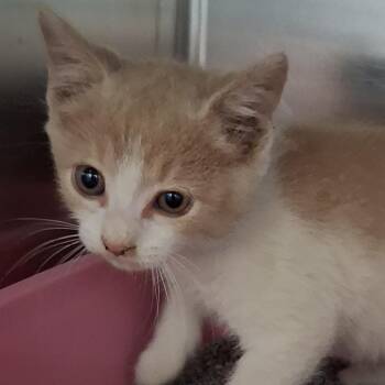 Vanilla -  Domestic Short Hair Cat for Adoption in Auburn, Alabama - Vanilla | PetCurious
