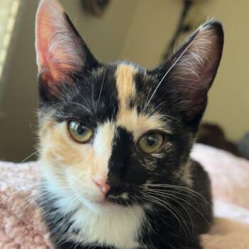 Phoebe -  Domestic Short Hair Cat for Adoption in Sedalia, Missouri - Phoebe | PetCurious