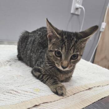 Austen -  Domestic Short Hair Cat for Adoption in Fairmont, West Virginia - Austen | PetCurious