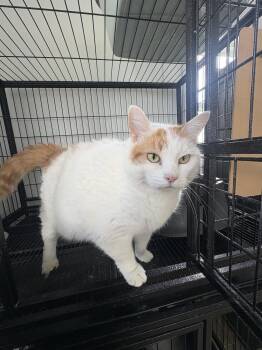 Peaches -  Domestic Short Hair Cat for Adoption in Sistersville, West Virginia - Peaches | PetCurious