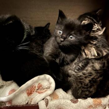 Domestic Short Hair Cats Available for Adoption in Long Beach, California - Orzo | PetCurious