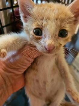 Sherbert -  Domestic Short Hair Cat for Adoption in Poplar Grove, Illinois - Sherbert | PetCurious
