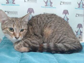 RALEIGH -  Domestic Short Hair Cat for Adoption in Orlando, Florida - RALEIGH | PetCurious