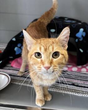 Domestic Short Hair Cats Available for Adoption - Stetsin | PetCurious