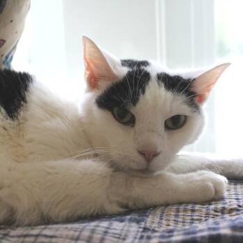 Domestic Medium Hair Cats Available for Adoption in Gloucester, Virginia - Oreo | PetCurious