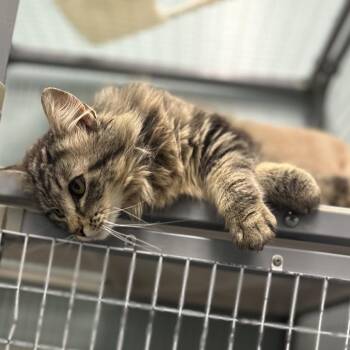 Domestic Long Hair Cats Available for Adoption in Edwardsville, Illinois - Pretty Boy | PetCurious