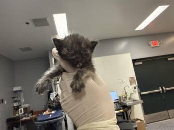 A1934277 -  Domestic Short Hair Cat for Adoption in Thousand Palms, California - A1934277 | PetCurious