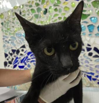 Domestic Short Hair Cats Available for Adoption in Pensacola, Florida - WATERMELON | PetCurious