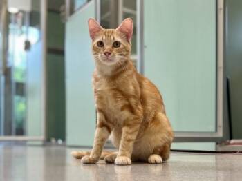 Domestic Short Hair Cats Available for Adoption in Portland, Oregon - Lucius | PetCurious