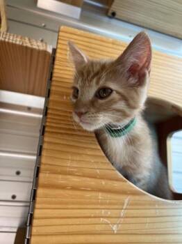 Dylan -  Domestic Short Hair Cat for Adoption in Salinas, California - Dylan | PetCurious