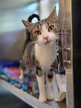 Cinnamon Toast -  Domestic Short Hair Cat for Adoption in Westland, Michigan - Cinnamon Toast | PetCurious