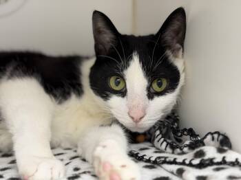 Domestic Short Hair Cats Available for Adoption - Tabasco | PetCurious