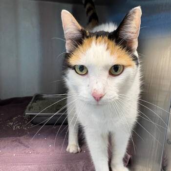Suzy -  Domestic Short Hair Cat for Adoption in Englewood, Florida - Suzy | PetCurious