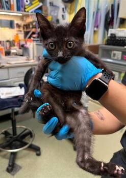 A141859 -  Domestic Short Hair Cat for Adoption in Burbank, California - A141859 | PetCurious
