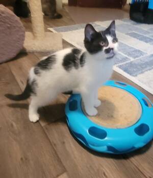 Fidget -  Domestic Medium Hair Cat for Adoption in Walled Lake, Michigan - Fidget | PetCurious