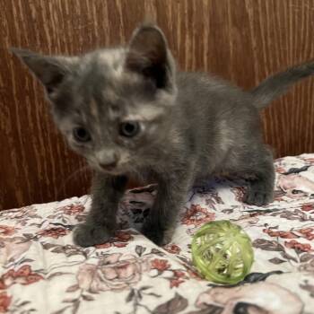Phyllis -  Domestic Short Hair Cat for Adoption in Edwards, Illinois - Phyllis | PetCurious